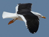 1cy fuscus in August, ringed in Finland. (81365 bytes)